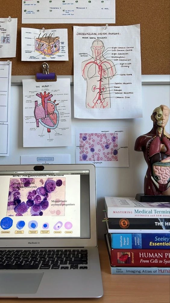 Studii și Cercetări - Fiziologia Terapiei Manuale